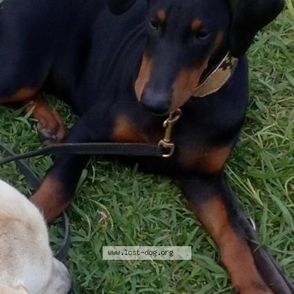 Photo 1/1 Negra Chien perdu à Walnut park