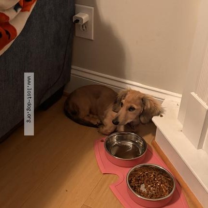 Photo 1/1 Athena Chien perdu à Lynchburg