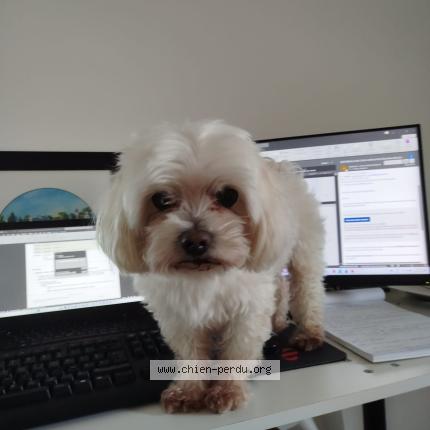 Photo 1/1 Chien trouvé Trouvé à Erdeven