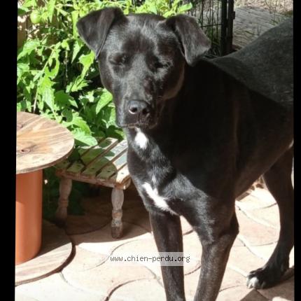 Photo de chien perdu à Anglade