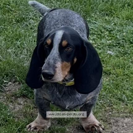 Photo de chien perdu à Dampierre En Cot