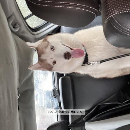 Photo de chien perdu à Marpent