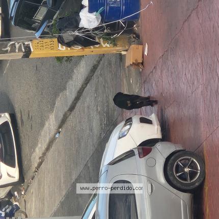 Photo de chien trouvé à Santo Domingo