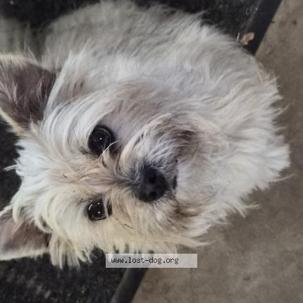 Photo de chien trouvé à Fort Worth