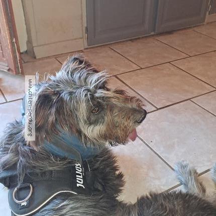 Photo de chien perdu à Labastide Marnhac 46090