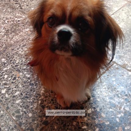 Photo de chien trouvé à Coco Solo