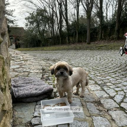 Photo de chien trouvé à Alizay