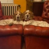 Photo de chien perdu à Loudeac