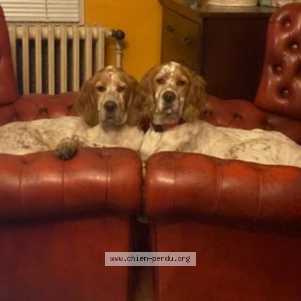 Photo de chien perdu à Loudeac