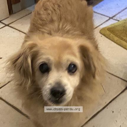 Photo de chien trouvé à Creon D Armagnac