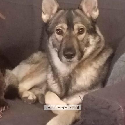 Photo 1/1 Yüna Chien perdu à Monthou sur cher