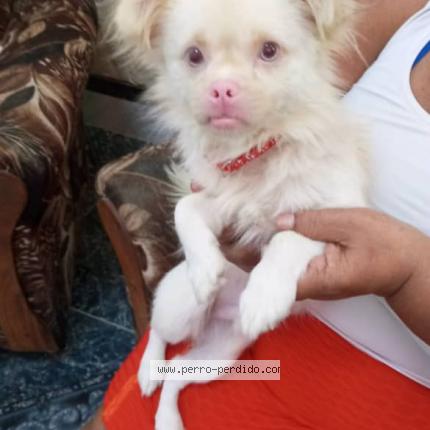 Photo de chien trouvé à Cuba