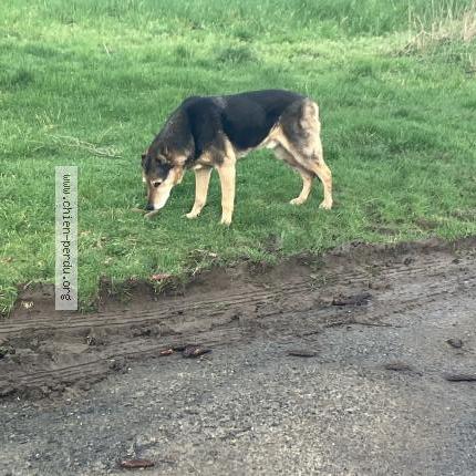 Photo 1/1 Chien trouvé Trouvé à Combourg