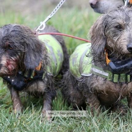 Photo 1/1 Chien retrouvé Perdu à Plougasnou