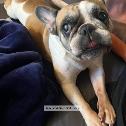 Photo 1/1 Chevalier frieda Chien perdu à Marolles en hurepoix