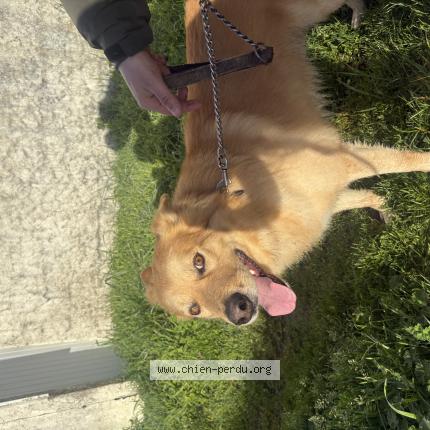 Photo 1/1 Chien retrouvé Trouvé à Dolus D Oleron