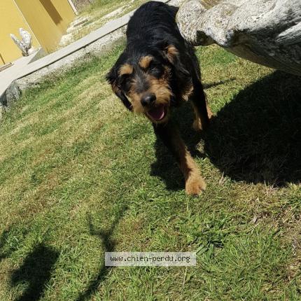 Photo de chien perdu à Suze La Rousse
