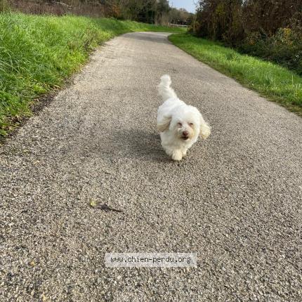Photo de chien perdu à Le Chateau D Oleron
