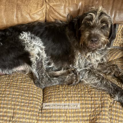 Photo 1/1 Chien trouvé Trouvé à Puyvert