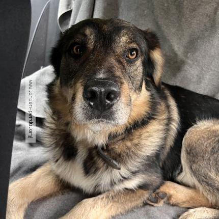 Photo de chien trouvé à La Capelle Les Boulogne