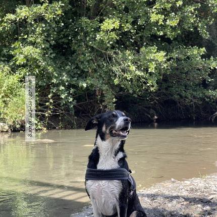 Photo de chien perdu à Mazeres De Neste