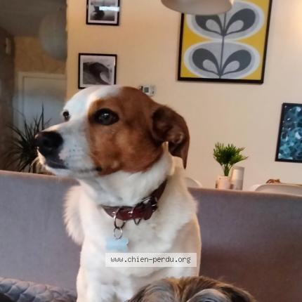 Photo de chien perdu à Riviere Saas Et Gourby