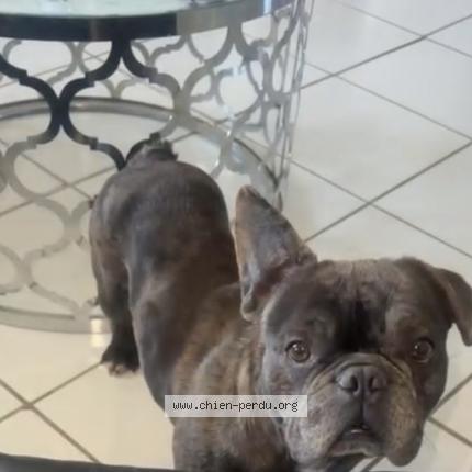 Photo de chien perdu à Montpont En Bresse