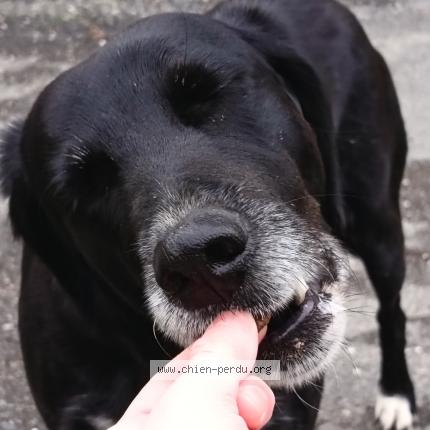 Photo 1/1 Chien trouvé Trouvé à Lacapelle marival