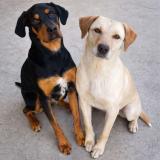 Photo de chien perdu à Epinouze