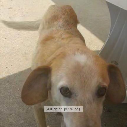 Photo 1/1 Chien retrouvé Perdu à Saint Benigne