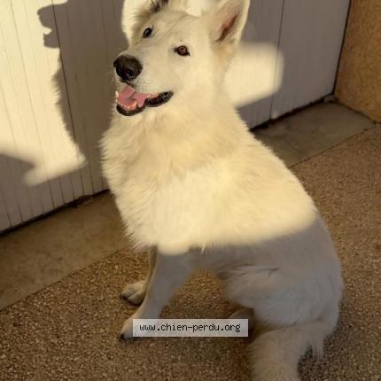 Photo 1/1 Lucky Chien perdu à Plaisance du touch