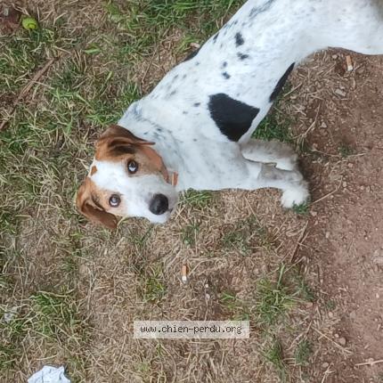 Photo 1/1 Rex Chien perdu à Coustouges