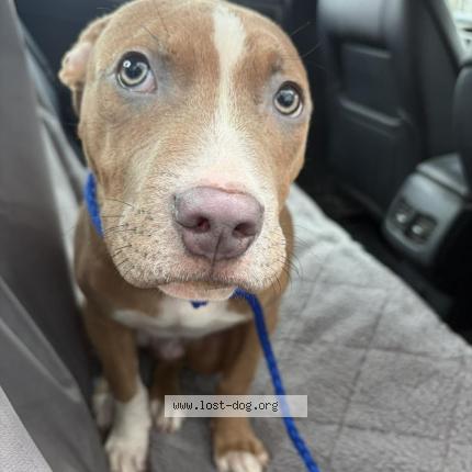 Photo de chien trouvé à Chicago