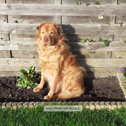 Photo de chien perdu à Belloy Sur Somme