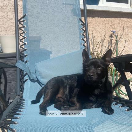 Photo de chien perdu à St Andre De Corcy