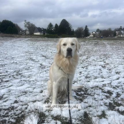 Photo 1/1 Voyou Chien perdu à Guemene sur scorff