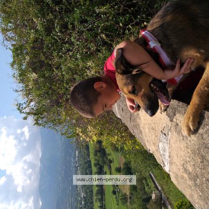 Photo de chien perdu à Serignan Du Comtat