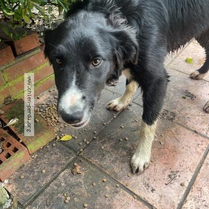 Photo 1/1 Chien trouvé Trouvé à Saint parize le chatel