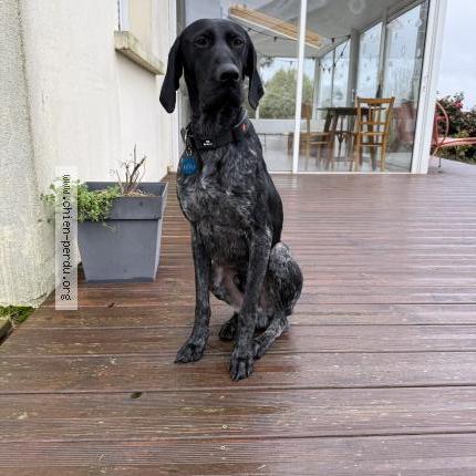 Photo 1/1 Chien retrouvé Perdu à Plouha
