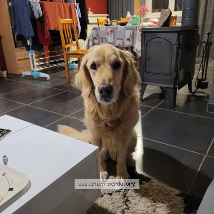 Photo 1/1 Cannelle Chien perdu à Saint firmin