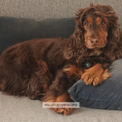 Photo 1/1 NOVA Chien perdu à Noisy le roi