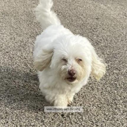 Photo 1/1 Chien retrouvé Perdu à Le Chateau D Oleron