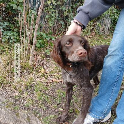 Photo 1/1 Chien trouvé Trouvé à Vesinet