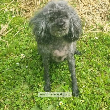 Photo 1/1 Lili Chien perdu à Dombrot le sec