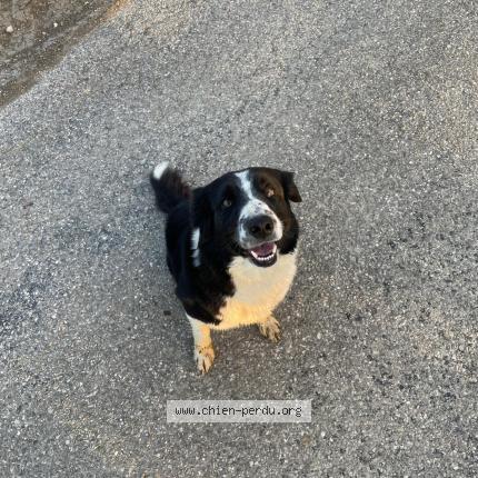 Photo 1/1 TOUPIE Chien perdu à Colombe