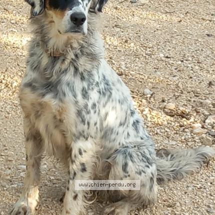Photo 1/1 Chien retrouvé Perdu à Roussillon