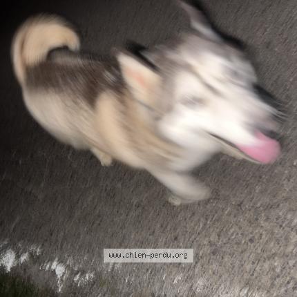 Photo 1/1 Chien trouvé Trouvé à Montaud