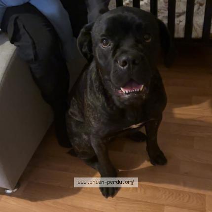 Photo 1/1 Chien trouvé Trouvé à Herin