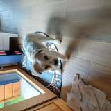 Photo de chien perdu à St Clet