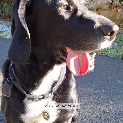 Photo 1/1 Chien retrouvé Perdu à St Hippolyte Du Fort